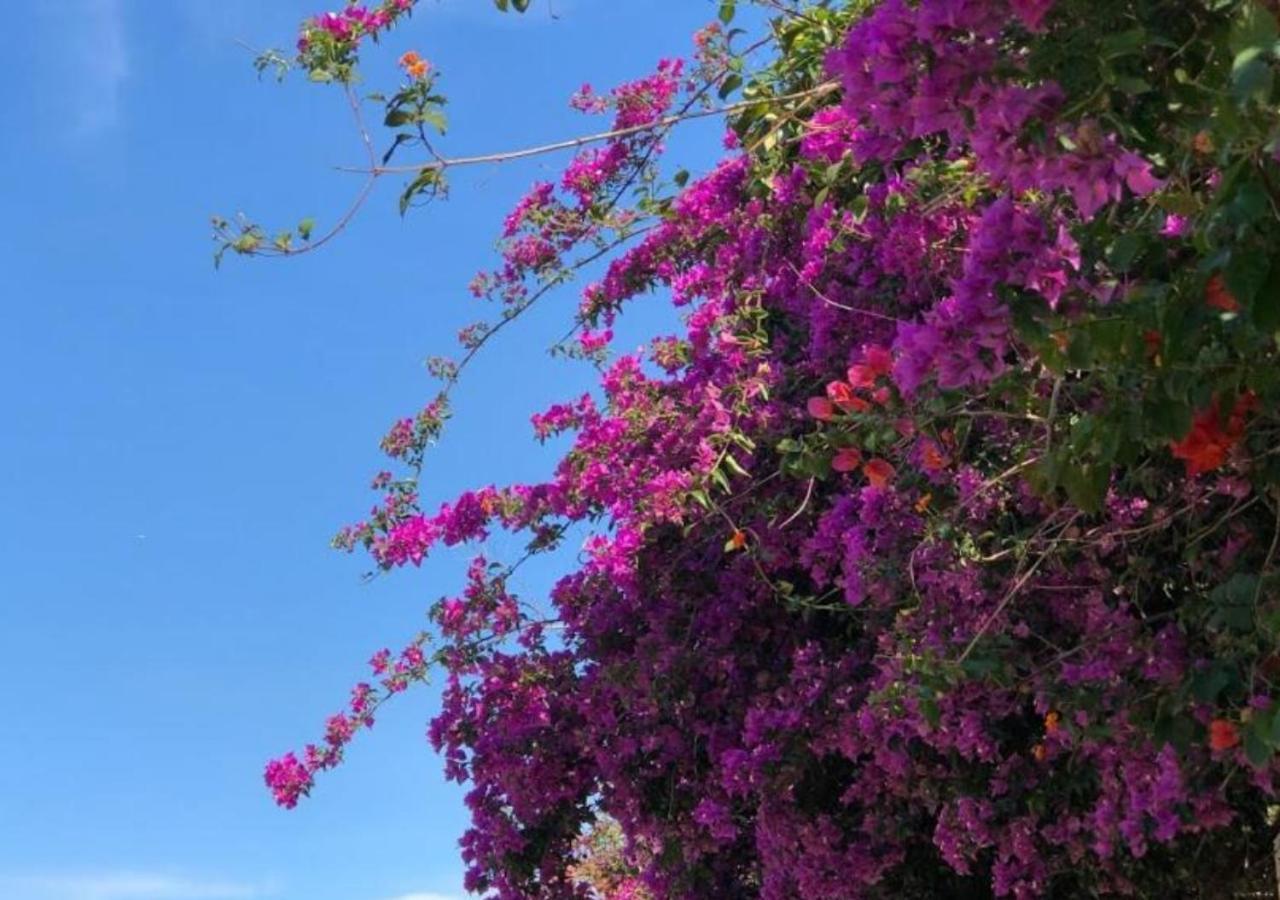 Pousada Halliny Do Rosa Praia do Rosa Exterior photo